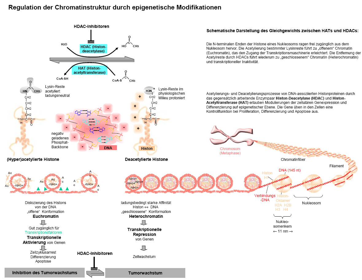 Grafik-Vergrerung - HDAC-Inhibitors